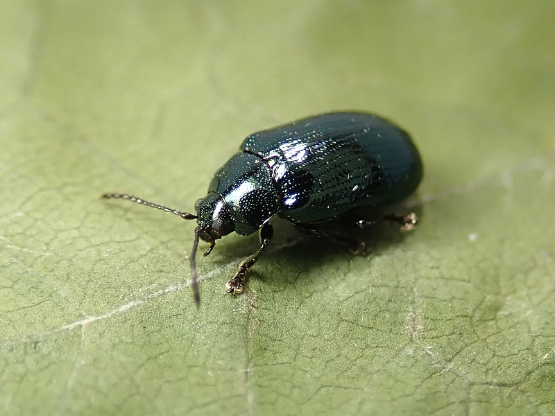 Chrysomelidae: Phratora laticollis (cf.)